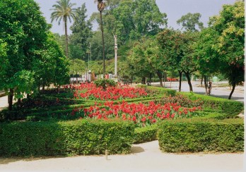sevilla-plaza-de-america-cannas