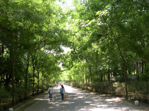 sophora-japonica-paseo-217-3-c