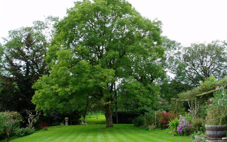 sophora-japonica-tree