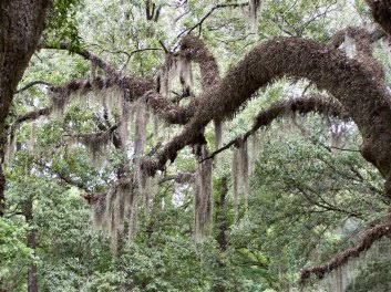 spanish-moss-tillantia