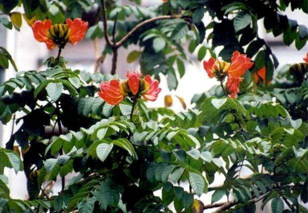 spathodea-campanulata-218-1-b