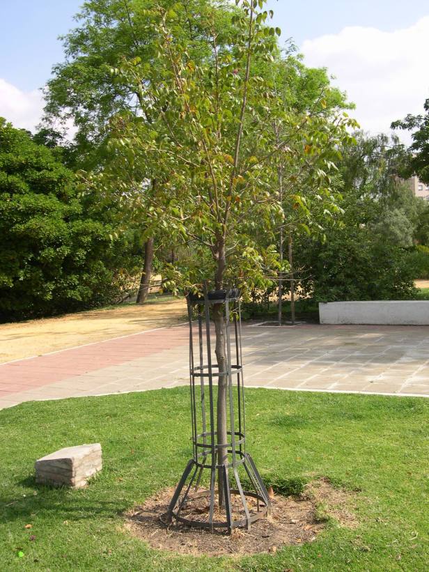 swietenia-mahoganii-220-1-c