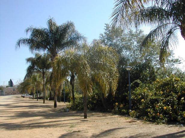 syagrus-en-le-expo221-1-c