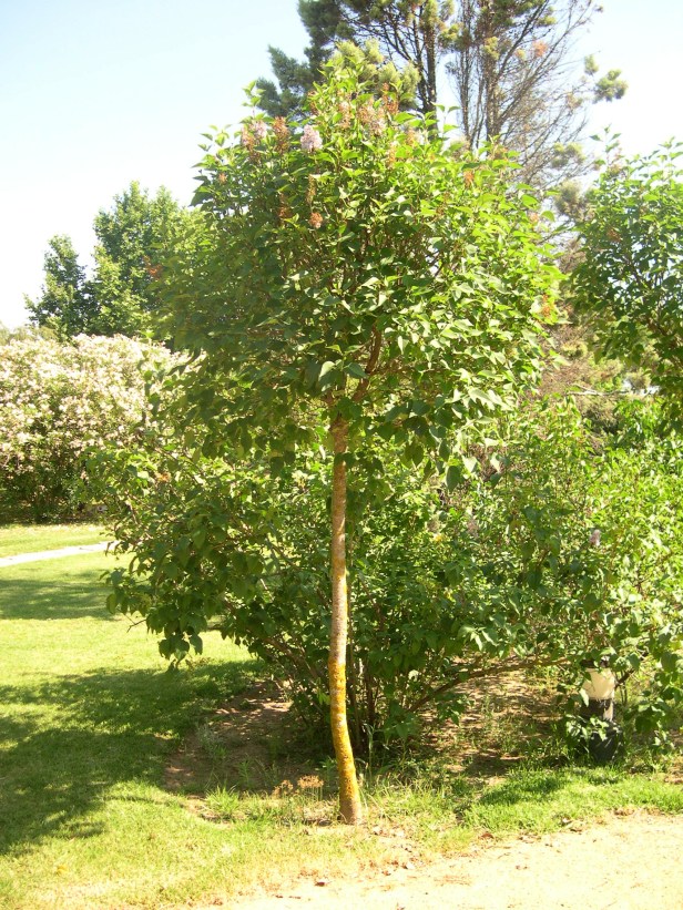 syringa-persica-222-1-c