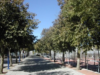 syzigium-cumini-calle