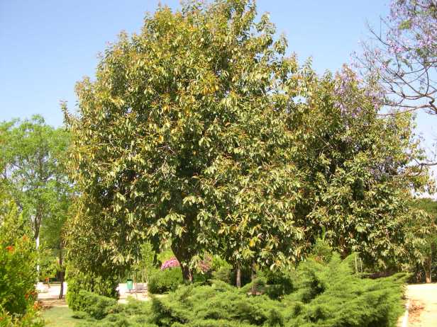 syzigium-cuminii-216-2