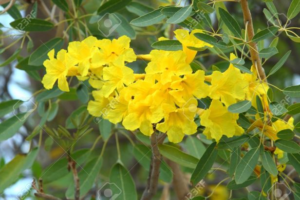 tabebuia-chrysantha-detalle-de-la-flor