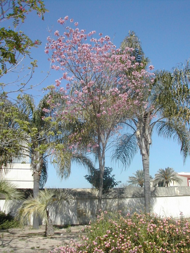 tabebuia-impetiginosa-224-1-c