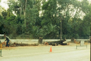 tala-de-arboles-en-la-avda-maria-luisa