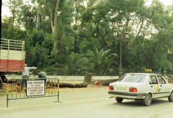 tala-de-arboles-en-la-avda-maria