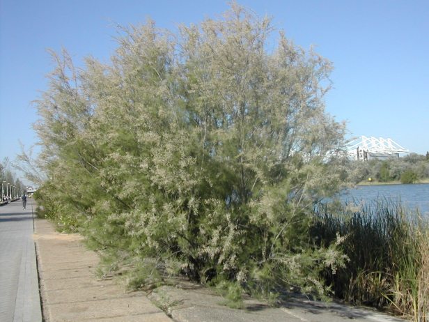 tamarix-gallica-225-1-b