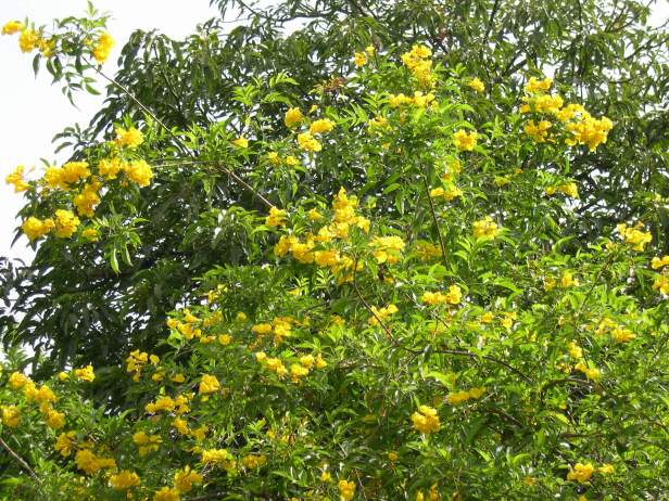 tecoma-stans-floracion-230-3-c