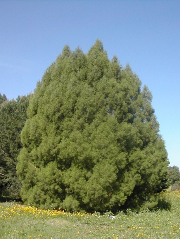 tetraclinis-articulata-231-1-c