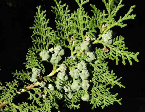thuja-orientalis