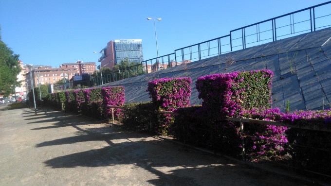 topiaria-con-bouganvilleas