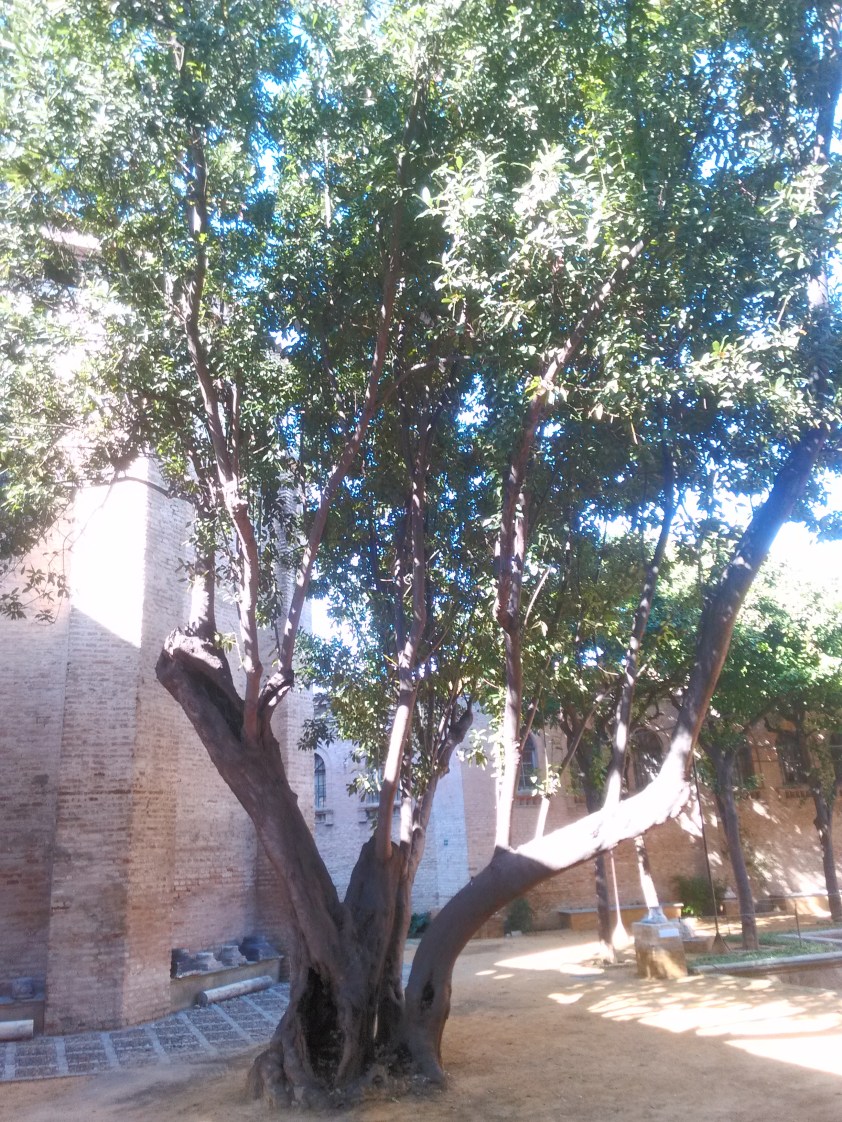 torre-d-fadrique-acc