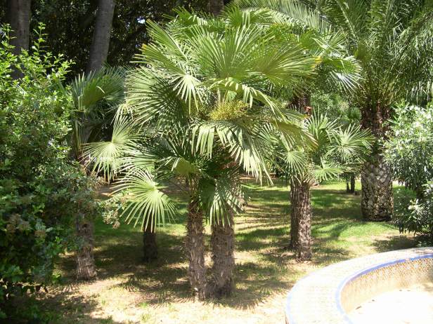 trachycarpus-fortunei-239-1-c