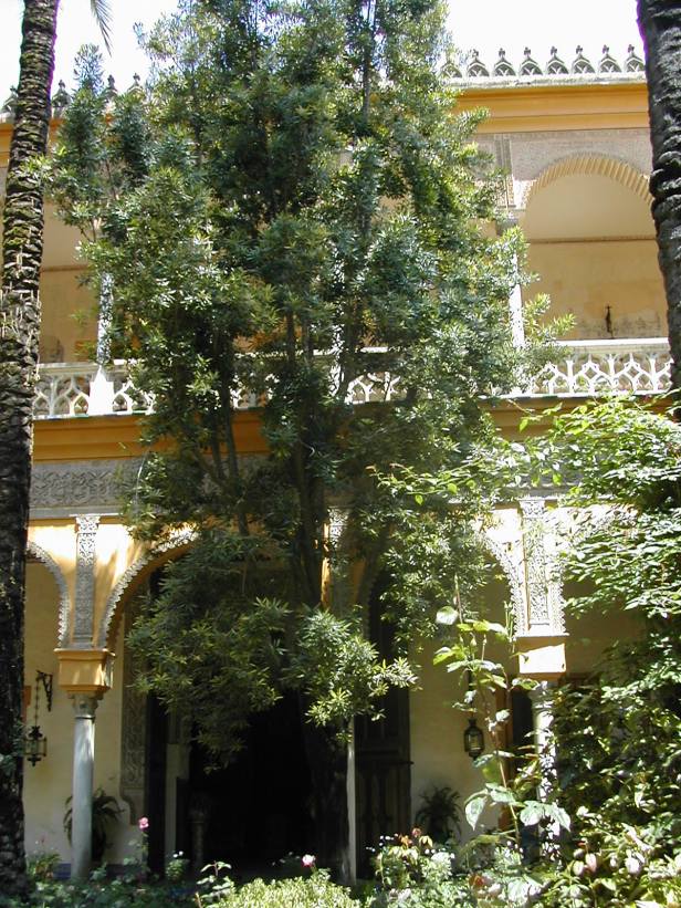 umbellularia-californica-242-2-b