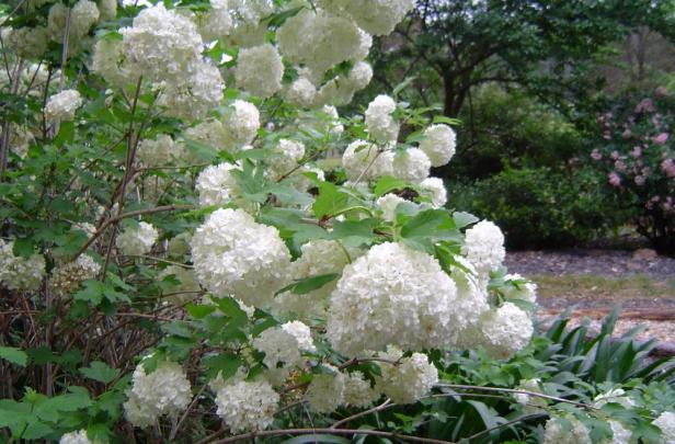 viburnum-opulus