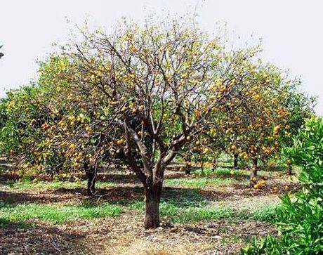 viru-o-tristeza-en-naranjos