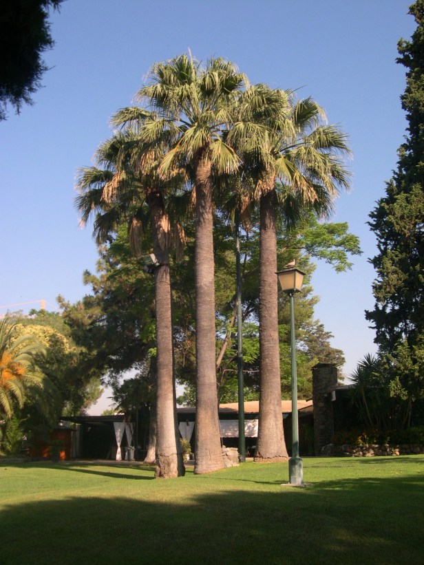 washingtonia-filifera-243-3