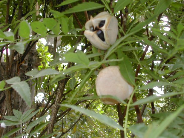 xanthocera-sorbifolia-ficha-246-1