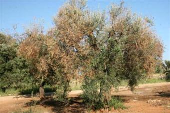 xylella-fastidiosa-en-italia-a