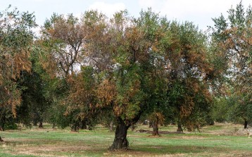 xylella-fastidiosa