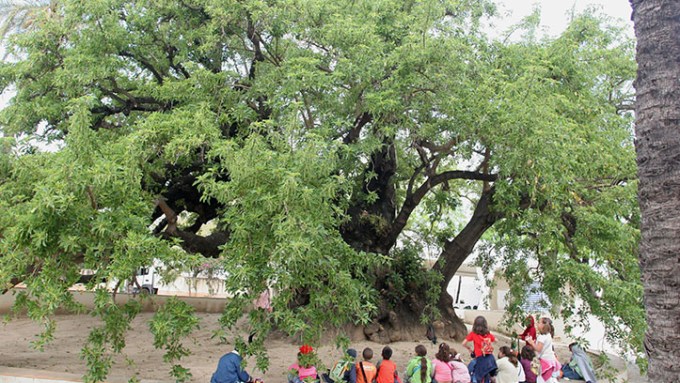 SEVILLA. 18/04/07. REPORTAJE DE ÁRBOLES HISTÓRICOS. MONASTERIO DE LA CARTUJA: ZAPOTE. FOTO: ROCÍO RUZ. ARCHSEV