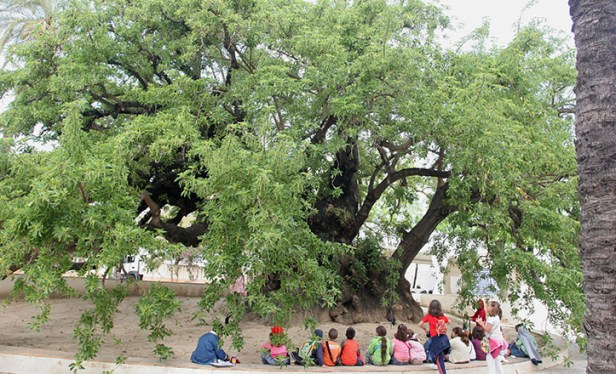 SEVILLA. 18/04/07. REPORTAJE DE ÁRBOLES HISTÓRICOS. MONASTERIO DE LA CARTUJA: ZAPOTE. FOTO: ROCÍO RUZ. ARCHSEV