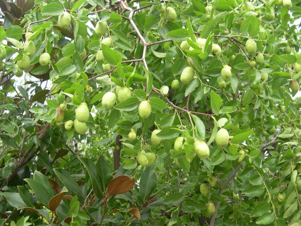 zizyphus-jujuba-frutos-061
