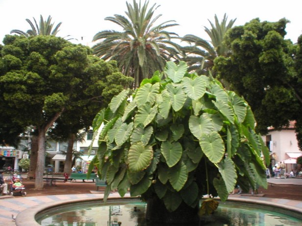 alocasia-puerto-de-la-cruz_redimensionar