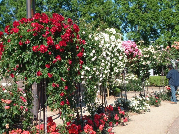 aramaki-rose-garden-0_redimensionar