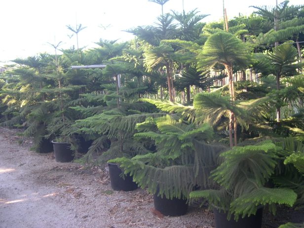 araucaria-heterophylla