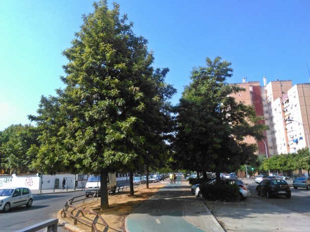 arbol-avda-de-la-mujer-trabajadora-sept-2015-107