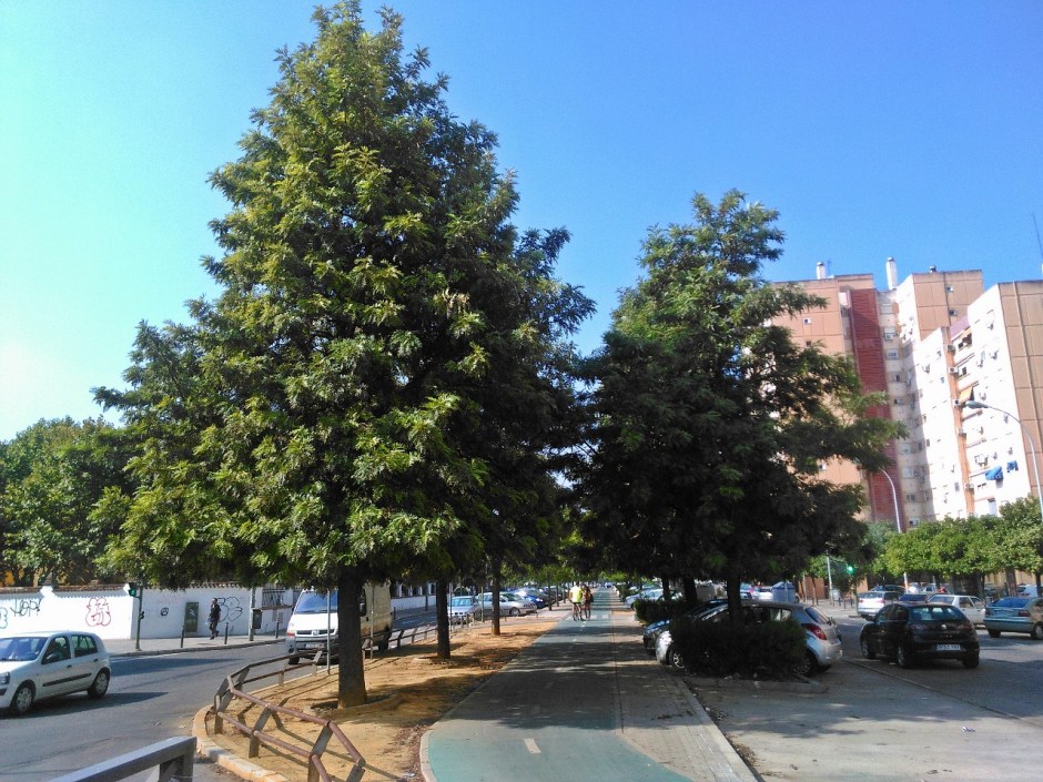 arbol-avda-de-la-mujer-trabajadora-sept-2015-107