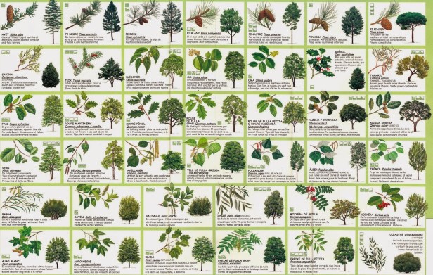 arbres-de-catalunya