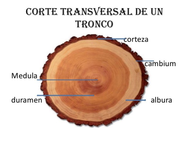 arquitectura-de-los-arboles-esposicion-14-638