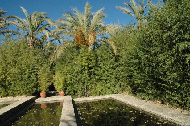 arundinaria-japonicala-vinuela-bambues