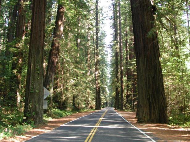 avenue-of-the-giants