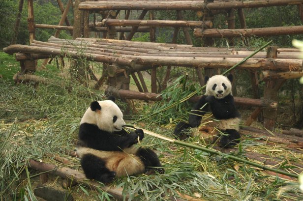 bambu-pandas