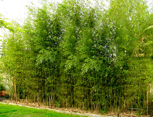 bambu-phyllostachys_aureosulcata_