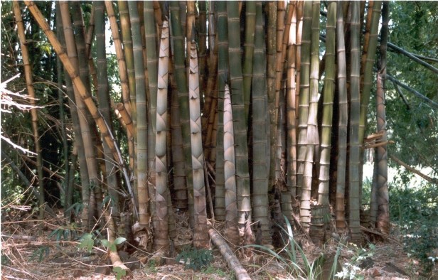 Bambues.-Dendrocalamus-giganteus