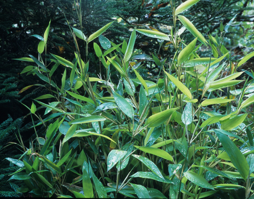 Bambues-Shibataea-kumasasa