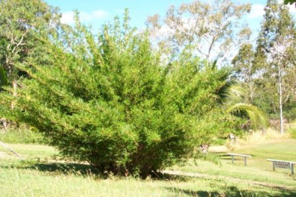 bambusa-glaucescens-goldengoddnes