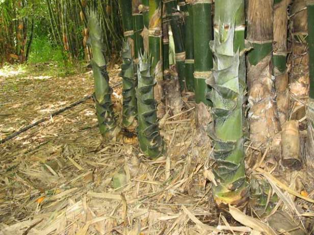 bambusa-tulda-shoots