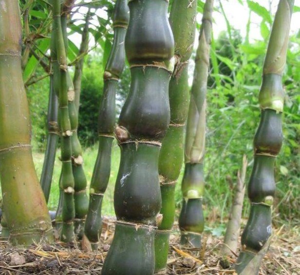bambusa-ventricosa-07
