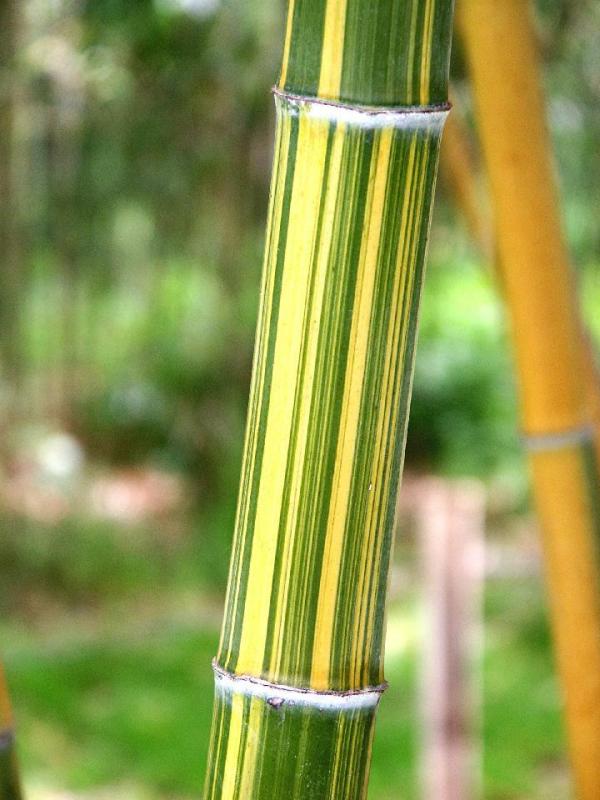 bambuserie-pra-france-nabeshimana