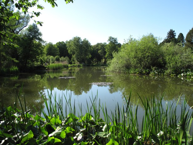 botanischer_garten_see-munchen