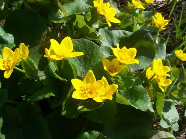 caltha-palustris